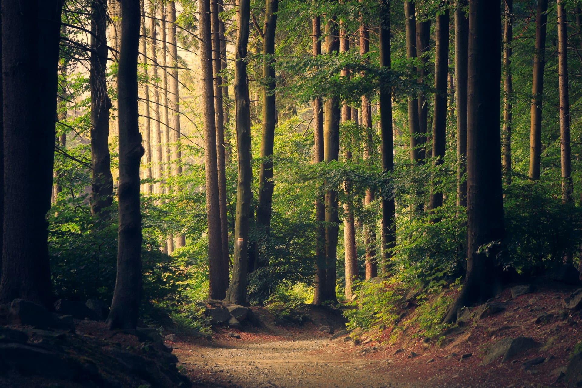 Trilha iluminada em meio à floresta