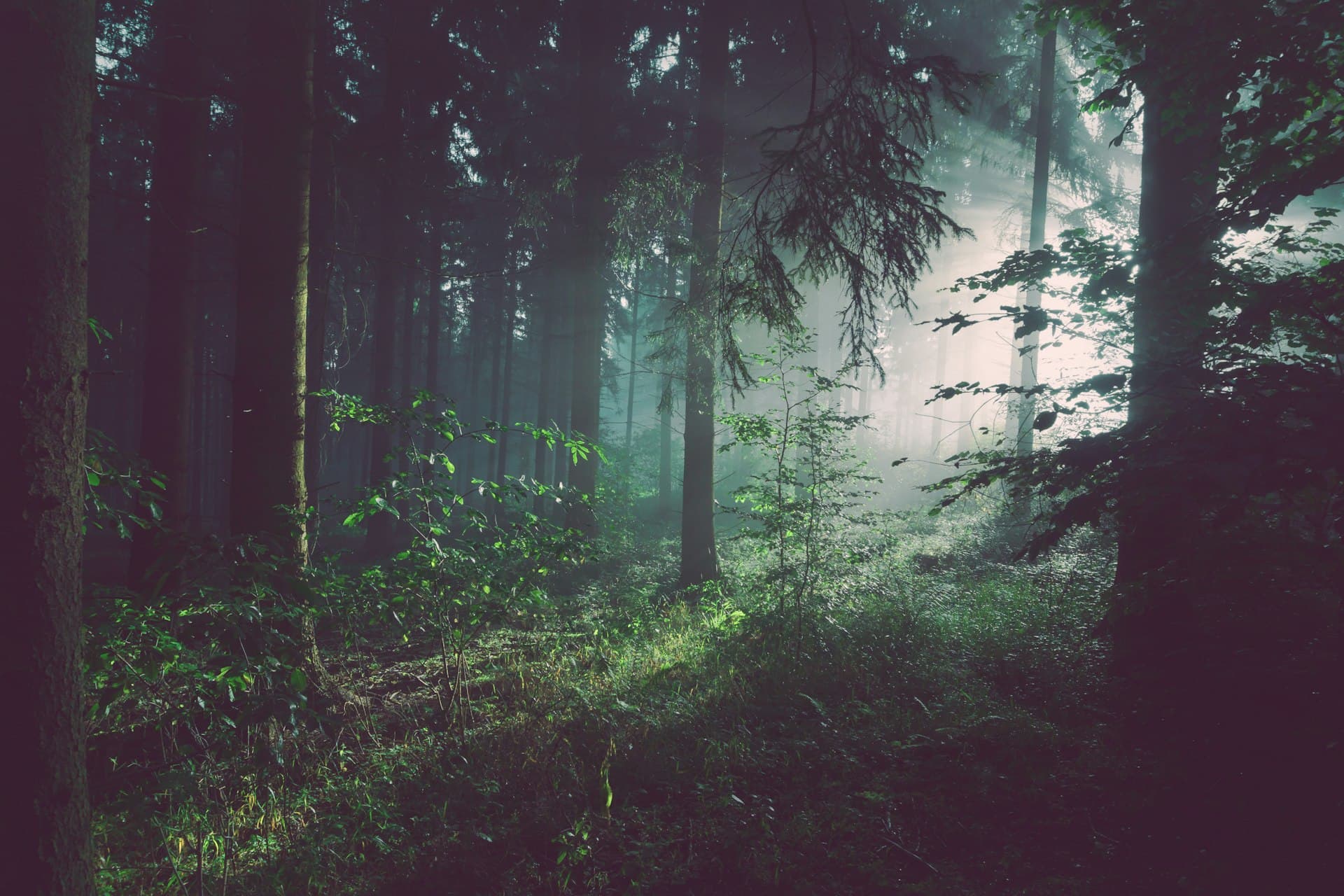 Raios de luz atravessando a floresta